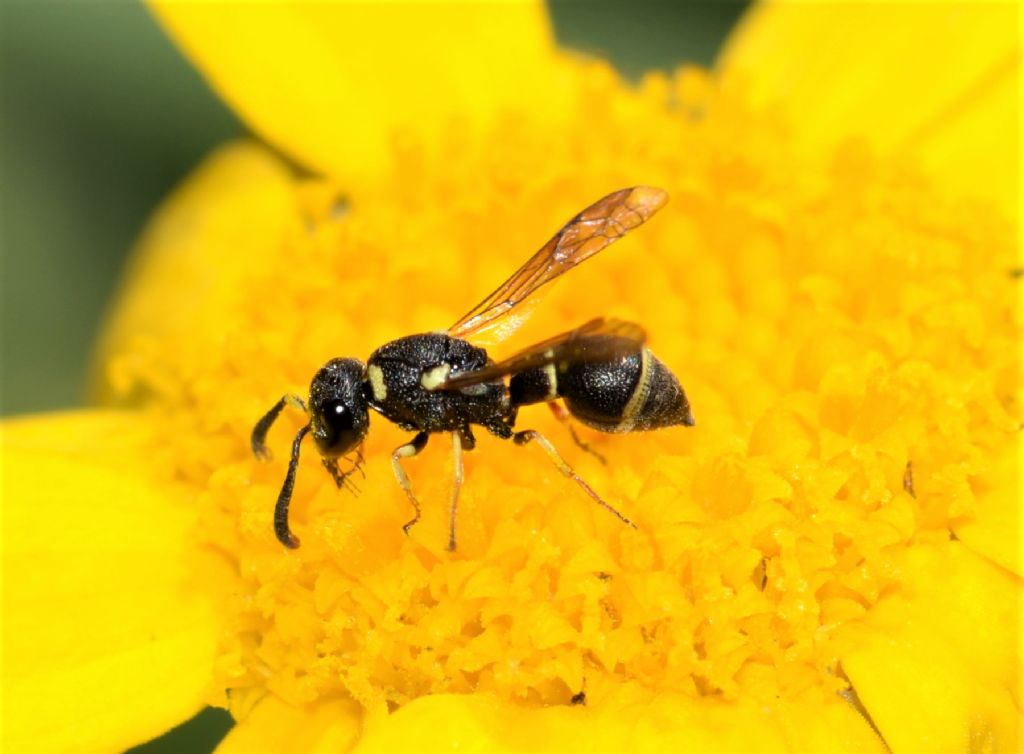 Vespidae Eumeninae: Leptochilus regulus, maschio